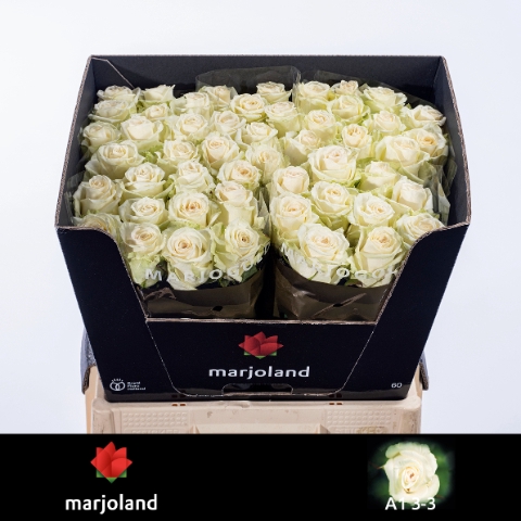 <h4>Rosa large dolomiti</h4>