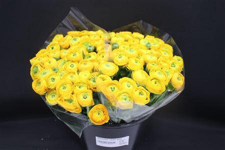 <h4>Ranonkel Zwaar Geel</h4>