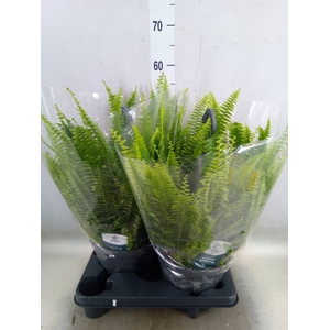 Nephrolepis exal. 'Green Lady'