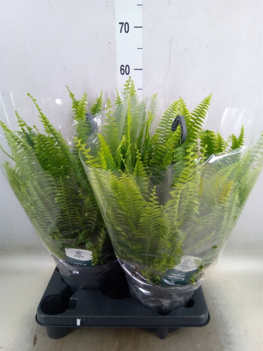 <h4>Nephrolepis exal. 'Green Lady'</h4>