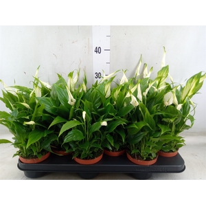 Spathiphyllum  'Chopin'