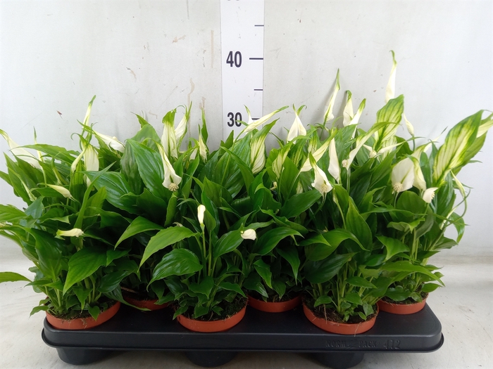 <h4>Spathiphyllum  'Chopin'</h4>