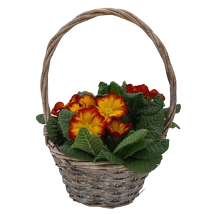 Primula Hengselmand 3x prim op kleur 576