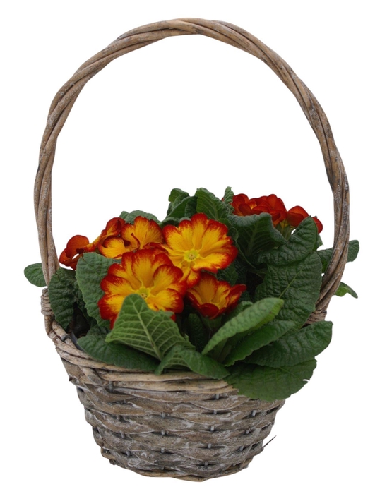<h4>Primula Hengselmand 3x prim op kleur 576</h4>