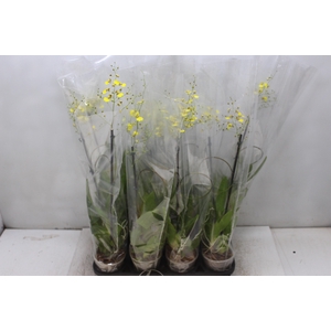 PHALAENOPSIS CASCATA P15 AMARELO MIN 8 FLS