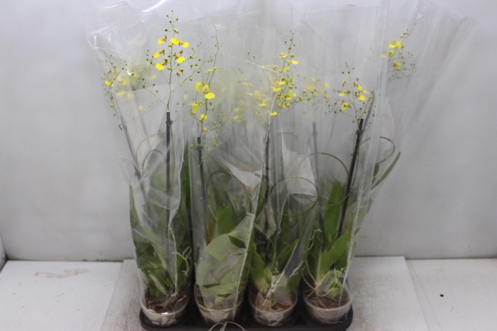 <h4>PHALAENOPSIS CASCATA P15 AMARELO MIN 8 FLS</h4>
