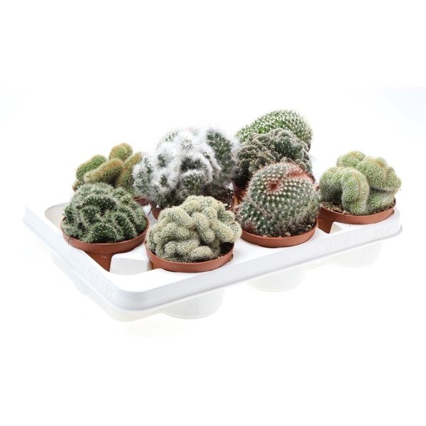 <h4>Cactus cristaat mix</h4>