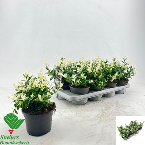 EUONYMUS FO HARLEQUI