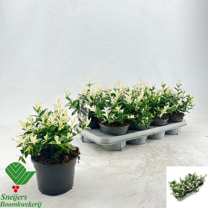 <h4>EUONYMUS FO HARLEQUI</h4>
