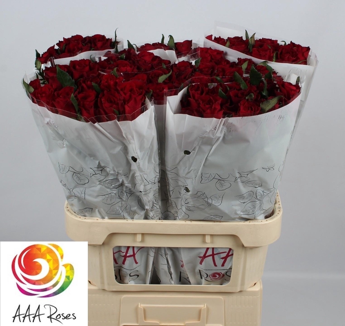 <h4>R GR EVER RED</h4>