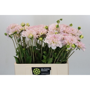 Dahlia Silver Antique