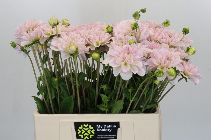 <h4>Dahlia Silver Antique</h4>