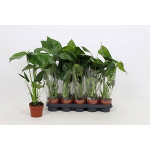 Monstera