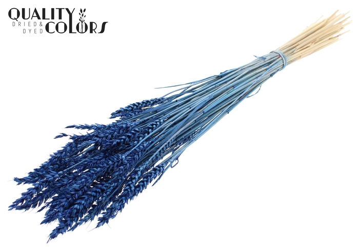 <h4>Triticum per bunch Intense Blue</h4>