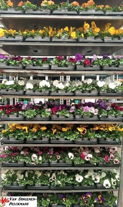 <h4>VIO WI DELTA MIXK</h4>