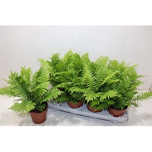Blechnum Silver Lady