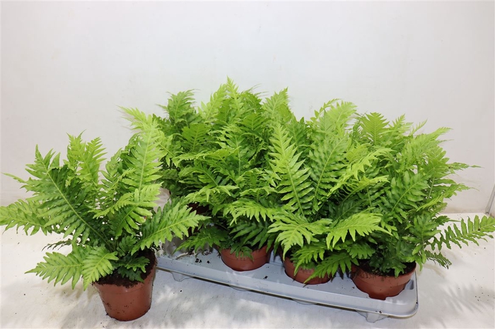 <h4>Blechnum Silver Lady</h4>