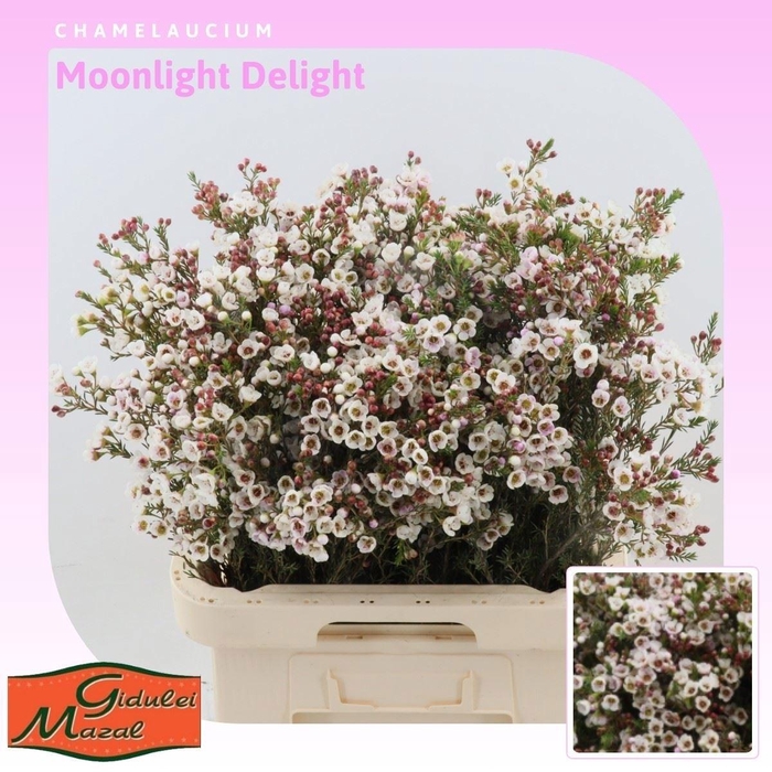 <h4>CHAME MOONL DELIGHT</h4>