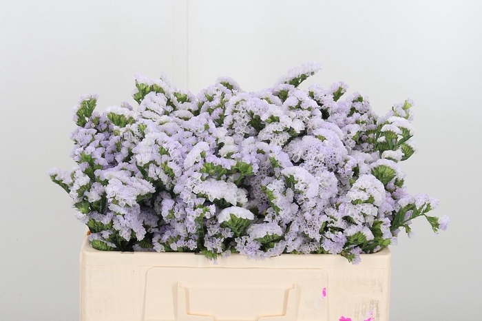 <h4>Lim S Tessa Lavender</h4>
