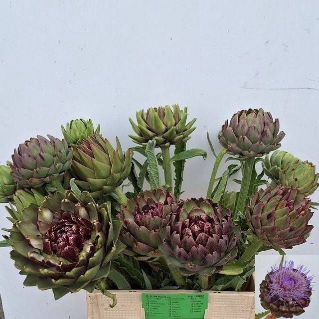 <h4>CYNARA SC GREEN GLOB</h4>