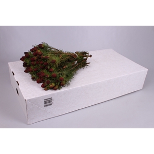 Kaaps Groen Cumosum