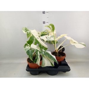Monstera delic. 'Variegata'