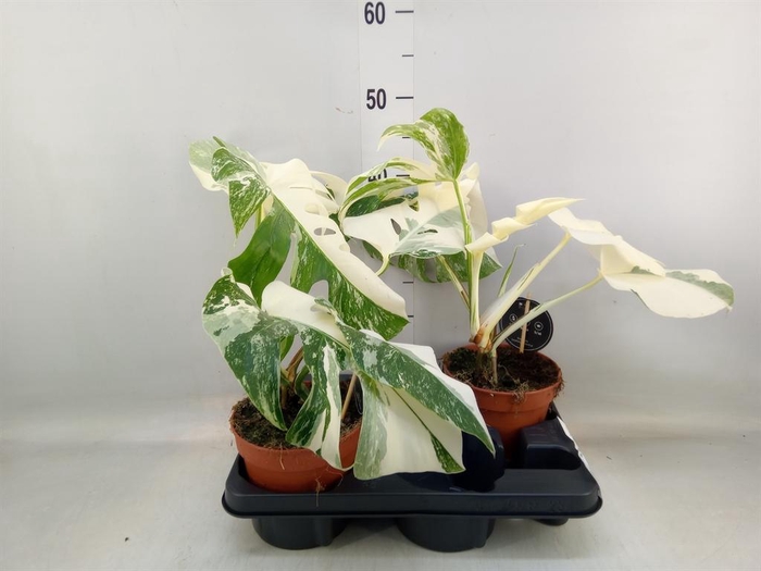 <h4>Monstera delic. 'Variegata'</h4>