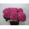 Hydrangea rodeo red