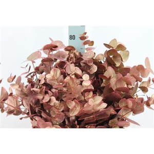 Euca Cinerea Klb Antiek Gold Fuchsia