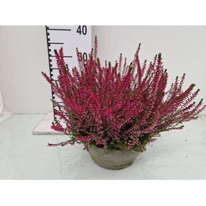 CALLU GA G FRANCA