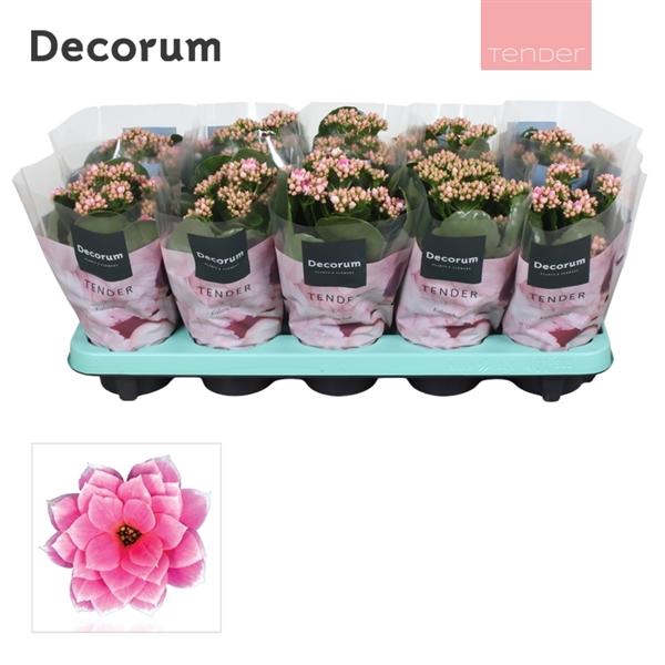 <h4>Kalanchoe blossfeldiana gevuld 'Serenity Pinkwhite'</h4>