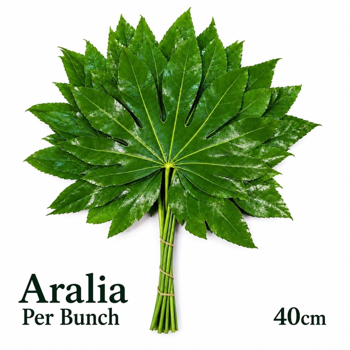 <h4>FATSIA JAPONICA BS</h4>