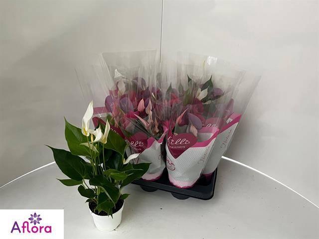 <h4>ANTHU AN GEM</h4>