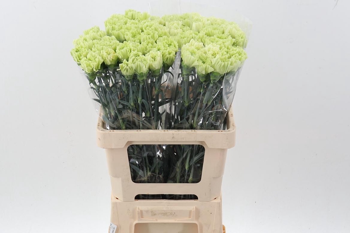 <h4>Di St Lady Midori</h4>