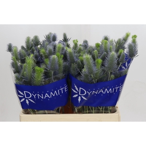 Eryngium Electric Dynamite