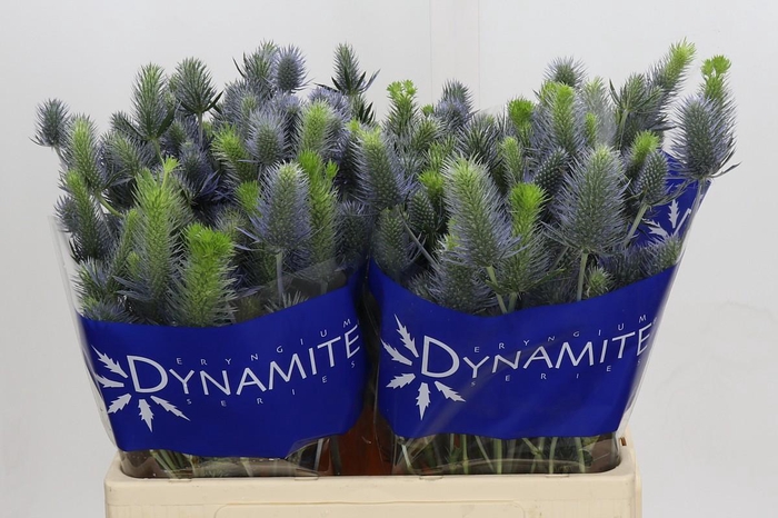<h4>Eryngium Electric Dynamite</h4>