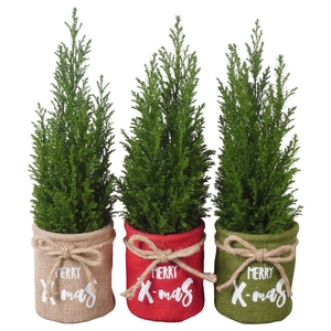 PTK25141 Ellwoodii in jute mix