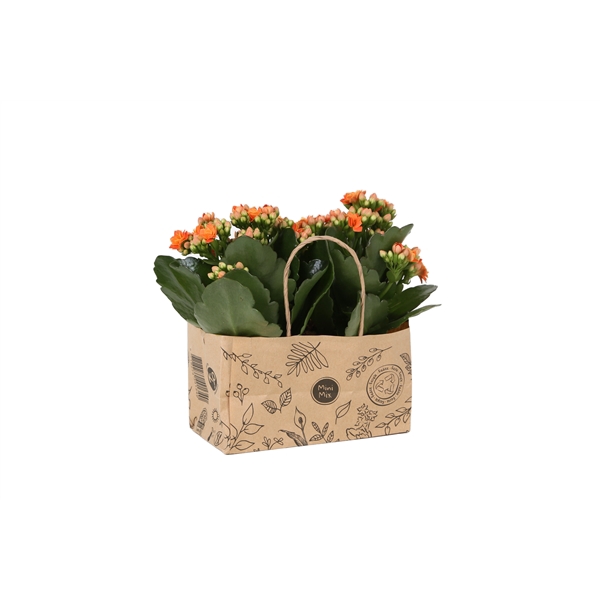 <h4>KP-825.3 - Kalanchoe Rosalina 7cm in duo kraft tas</h4>