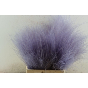 Dried Stypha Lavender(10 Toef) Bunch