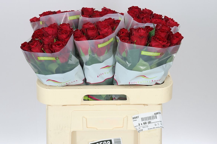<h4>Rosa Gr Madam Red</h4>