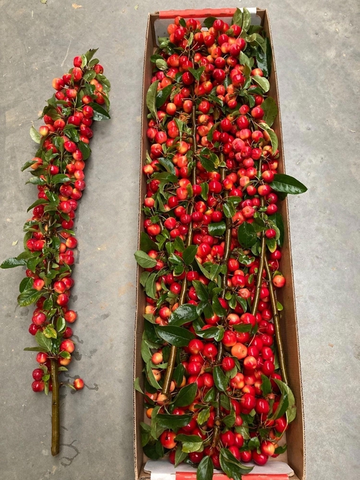 <h4>MALUS RED SENTINEL</h4>