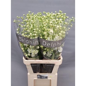 Delph El Du Centurion White