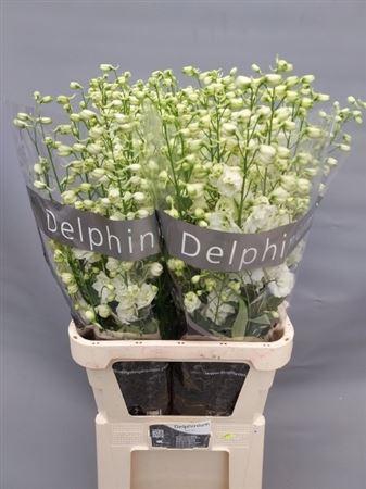 <h4>Delph El Du Centurion White</h4>