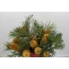 Banksia Collina