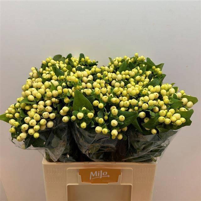 <h4>HYP MAG SNOWPRINCE</h4>