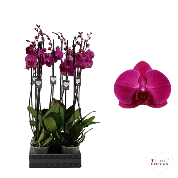<h4>Phalaenopsis Stellenbosch - 3 tak 70cm</h4>