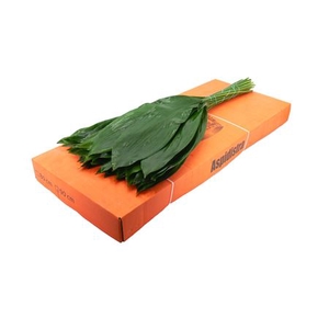 Aspidistra elatior per bos