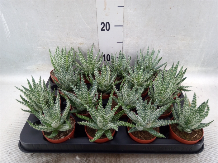 <h4>Aloe humilis</h4>