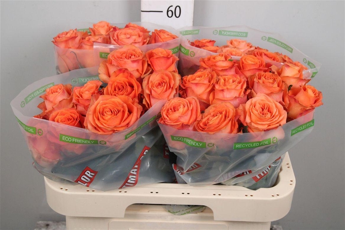 <h4>R Gr On Fire</h4>