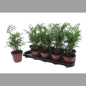 CHAMAED ELEGANS